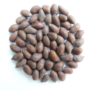 Cotton Seeds