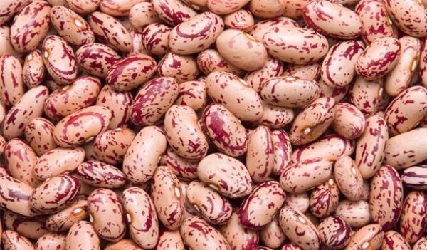 Sugar Beans