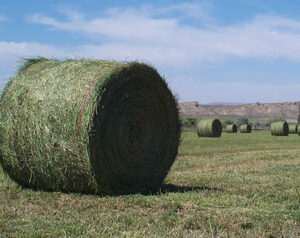 Alfalfa Hay