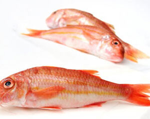 Red Mullet