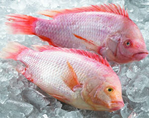Red Tilapia