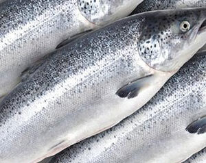 Frozen Salmon