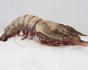 Black Tiger Shrimp