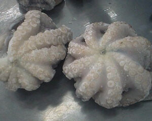Frozen Octopus