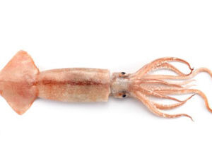 Squid