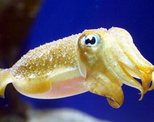 Cuttlefish