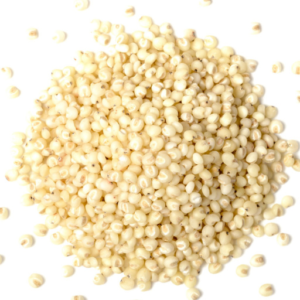 Sorghum