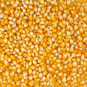 Yellow corn