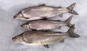 WHITEFISH