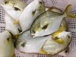 WHOLE FROZEN GOLDEN POMPANO