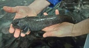 WOLFFISH