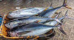 YELLOFIN TUNA