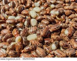 CASTOR SEEDS