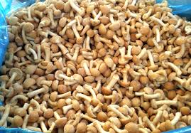 FROZEN NAMEKO