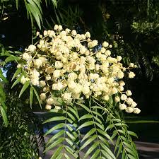 ACACIA