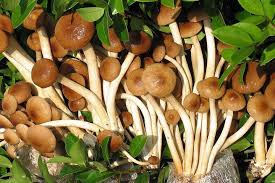 AGROCYBE AEGERITA EXTRACT