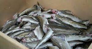 ALASKA POLLOCK