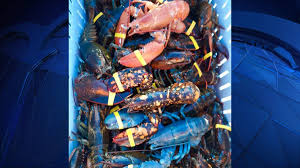 AMERICAN LOBSTER