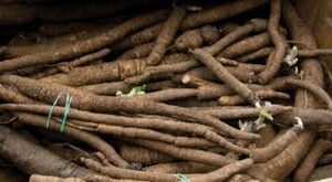 FRESH BURDOCK