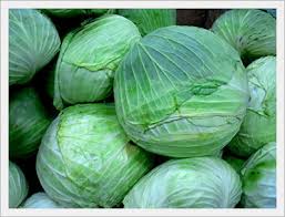 FRESH CABBAGES