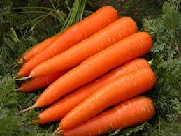 FRESH CARROTS