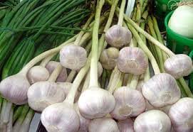 FRESH GARLIC