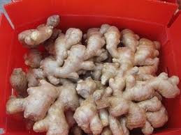 FRESH GINGER