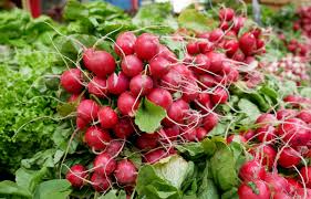 FRESH RADISH