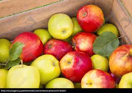 FRESH APPLES