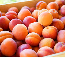 FRESH APRICOTS