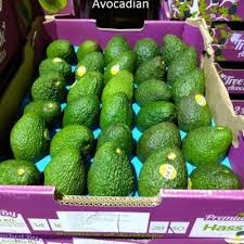 FRESH AVOCADOS