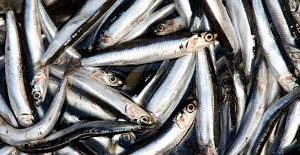 ANCHOVY