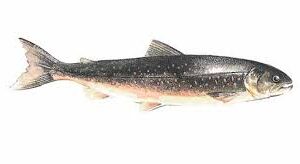 Arctic Char