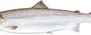 ATLANTIC SALMON