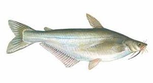 Basa