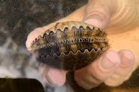 BAY SCALLOP