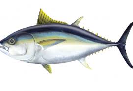 Bigeye tuna