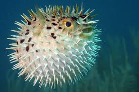 BLOWFISH