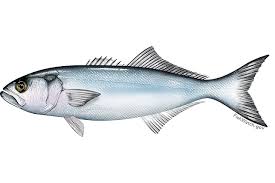 BLUE FISH