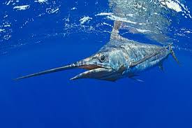 BLUE MARLIN MULLET