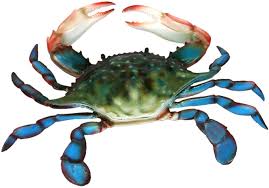 BLUE CRAB