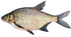 Bream