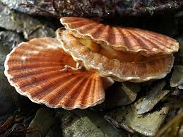 BIVALVE SCALLOP