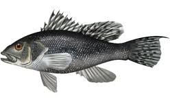 Black Sea Bass
