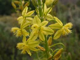 BULBINE FRUTESCENS NAP & SAP