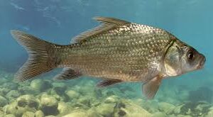 BUFFALO FISH