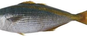 BUTTER FISH