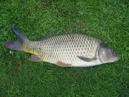 CARP