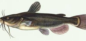 Catfish