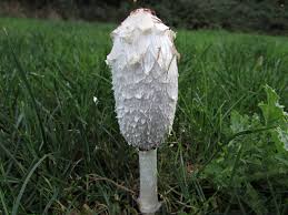 COPRINUS COMATUS